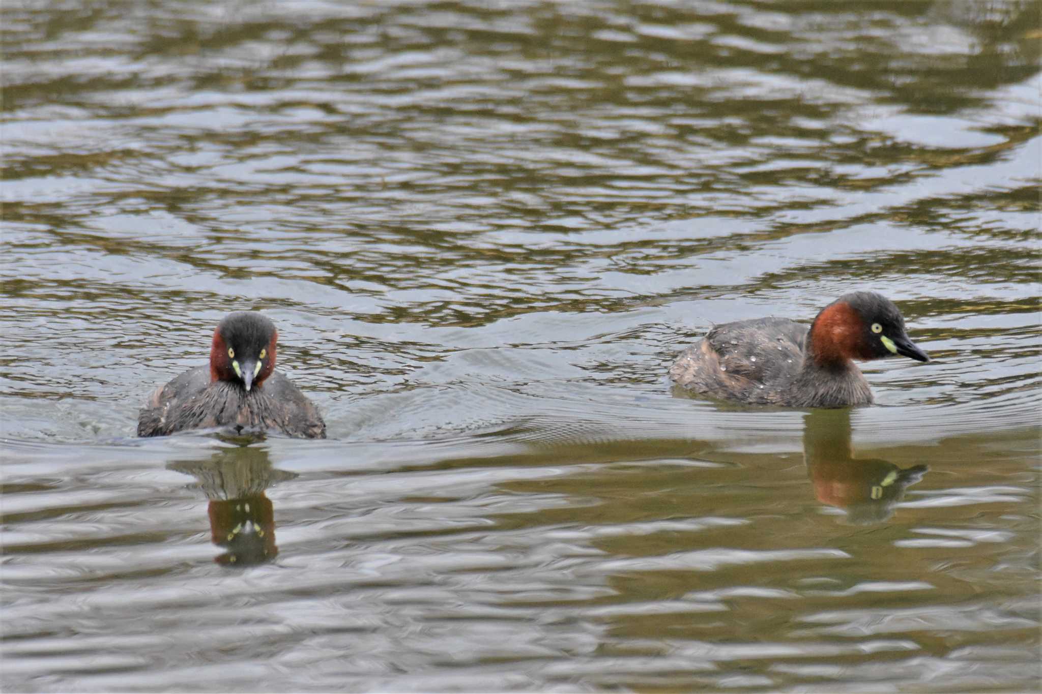 Photo of Little Grebe at 富山県中央植物園 by Semal