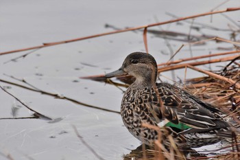 Eurasian Teal 富山県中央植物園 Thu, 4/2/2020