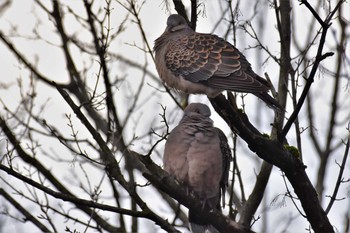 キジバト 富山県中央植物園 2020年4月2日(木)