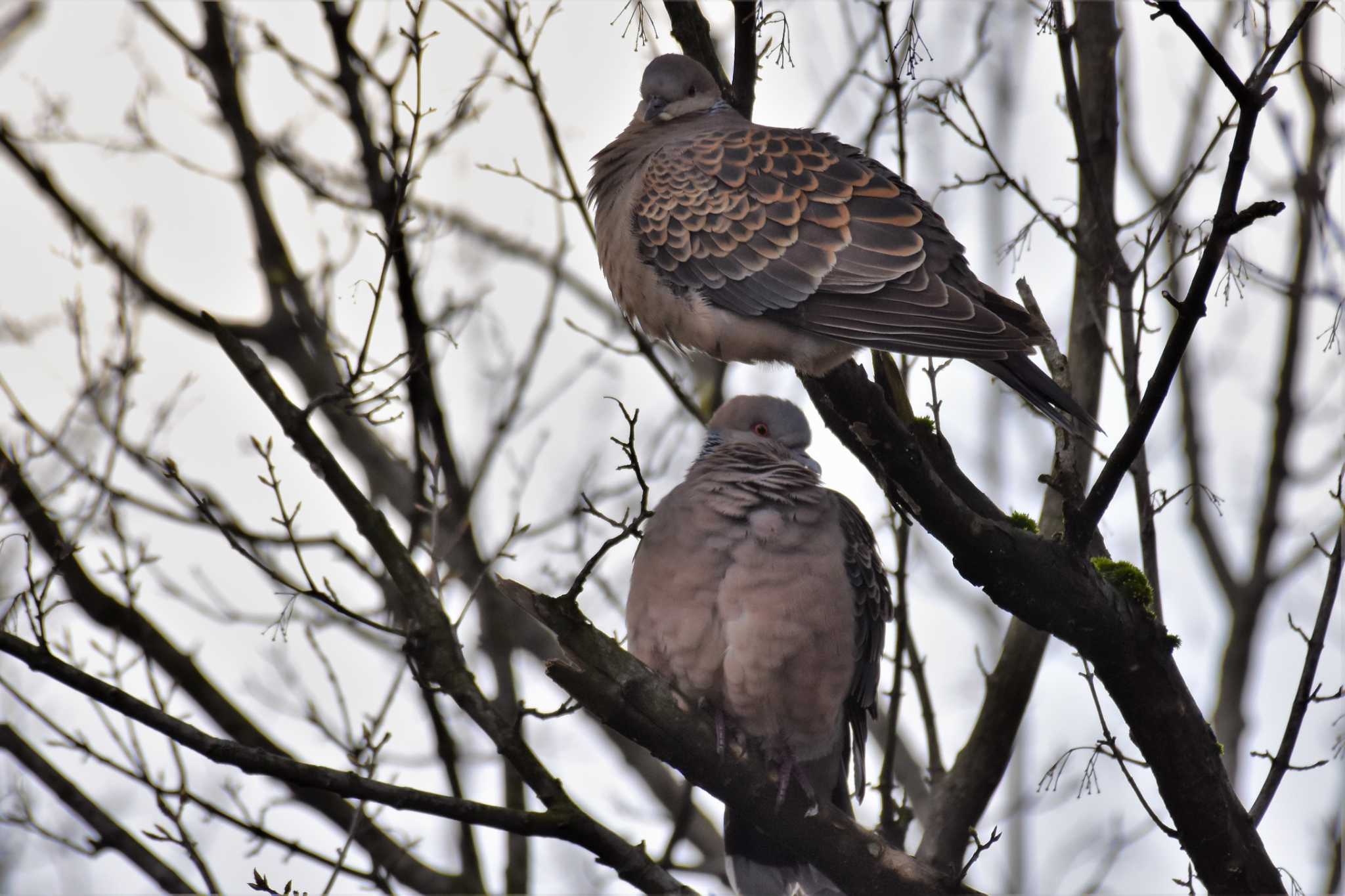 Photo of Oriental Turtle Dove at 富山県中央植物園 by Semal