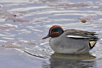 Eurasian Teal 富山県中央植物園 Thu, 4/2/2020