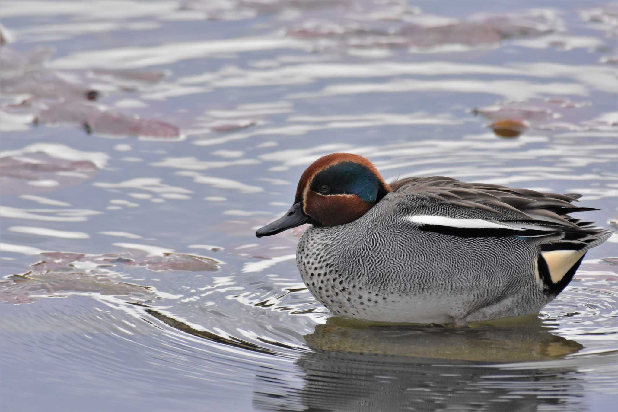 Eurasian Teal