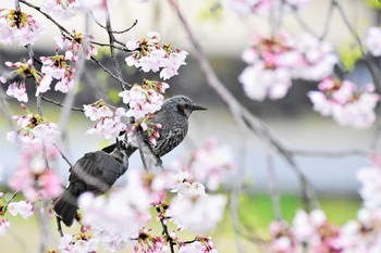 Brown-eared Bulbul 富山県中央植物園 Thu, 4/2/2020