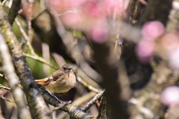 Daurian Redstart ねいの里(富山県富山市) Fri, 4/3/2020