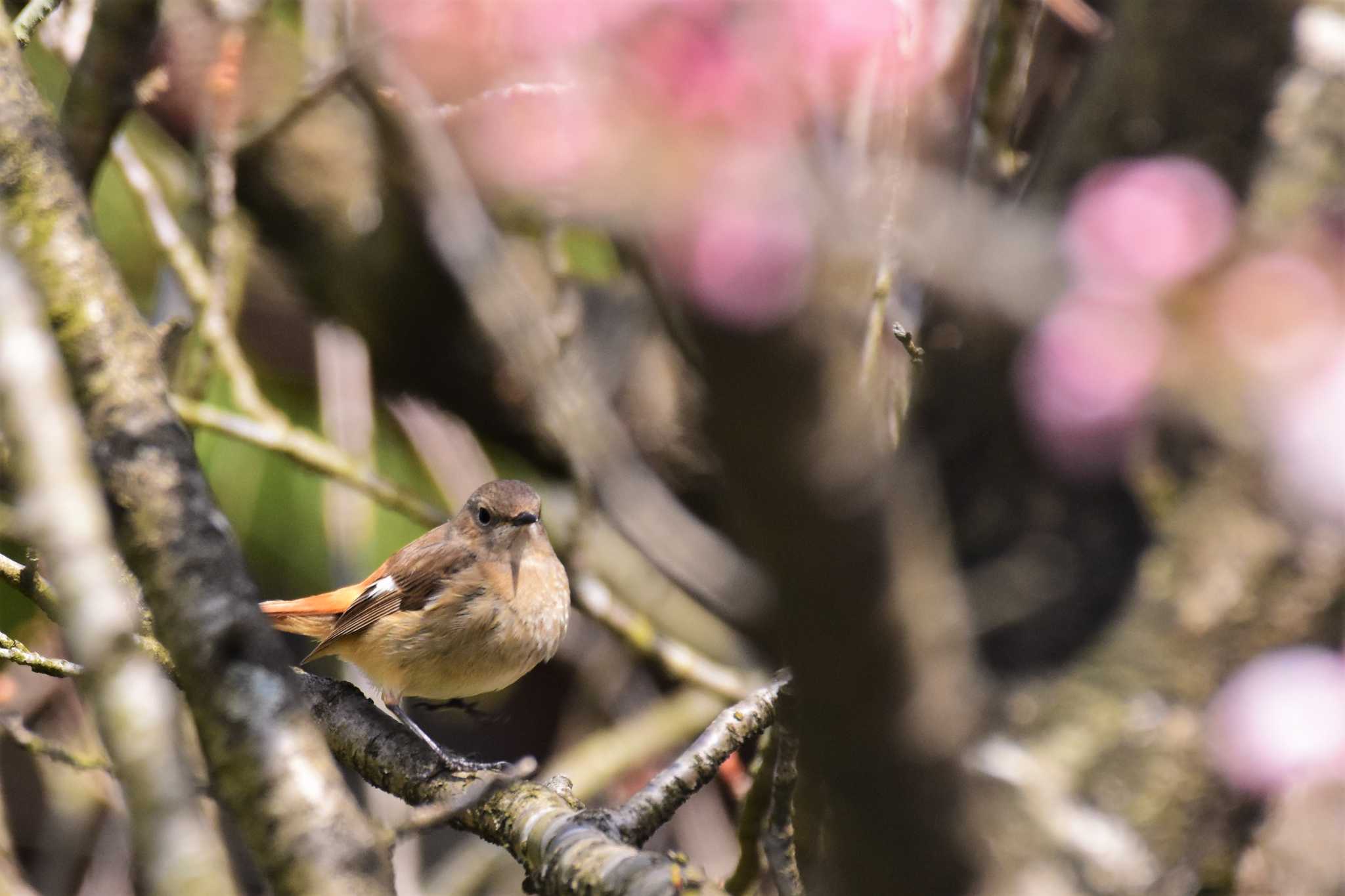 ねいの里(富山県富山市) ジョウビタキの写真 by Semal