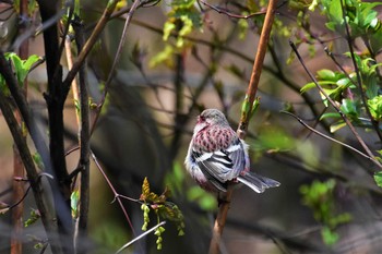 Siberian Long-tailed Rosefinch 古洞ダム(富山県富山市) Fri, 4/3/2020