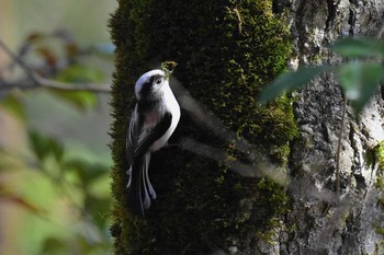 Long-tailed Tit ねいの里(富山県富山市) Fri, 4/3/2020