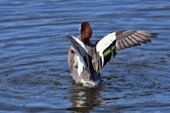 Eurasian Wigeon 海王バードパーク Fri, 4/3/2020