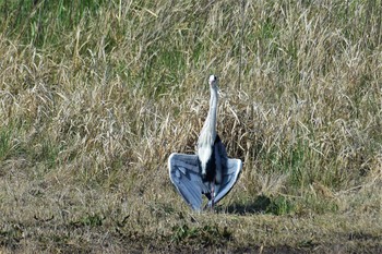 Grey Heron 海王バードパーク Fri, 4/3/2020