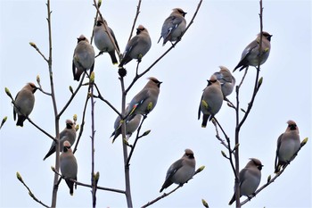 Bohemian Waxwing 石川県珠洲市 Sat, 3/28/2020