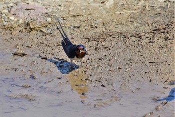 Barn Swallow 石川県珠洲市 Thu, 3/26/2020