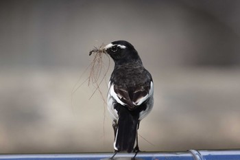 Japanese Wagtail 石川県珠洲市 Wed, 3/25/2020