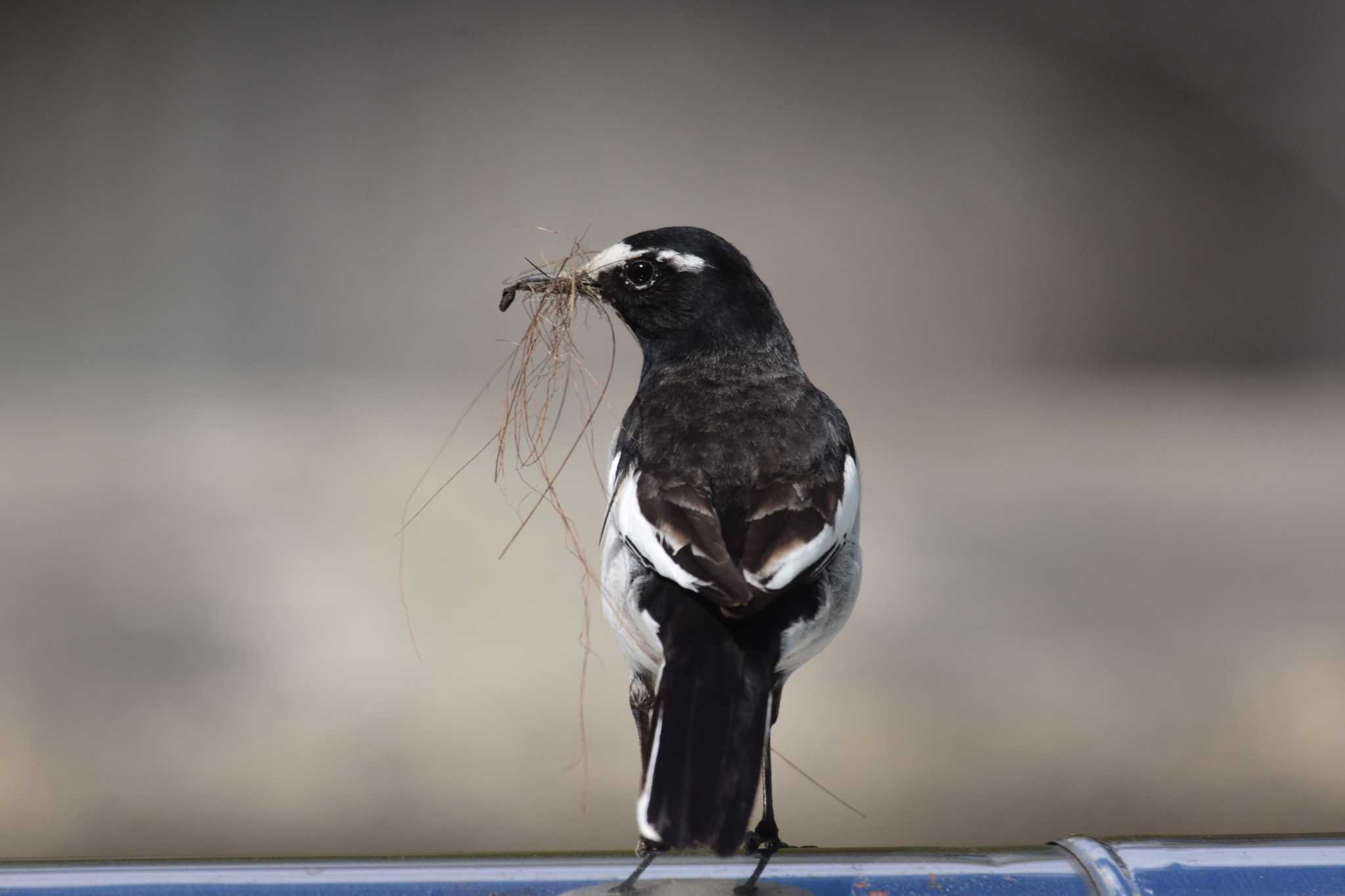 Photo of Japanese Wagtail at 石川県珠洲市 by Semal