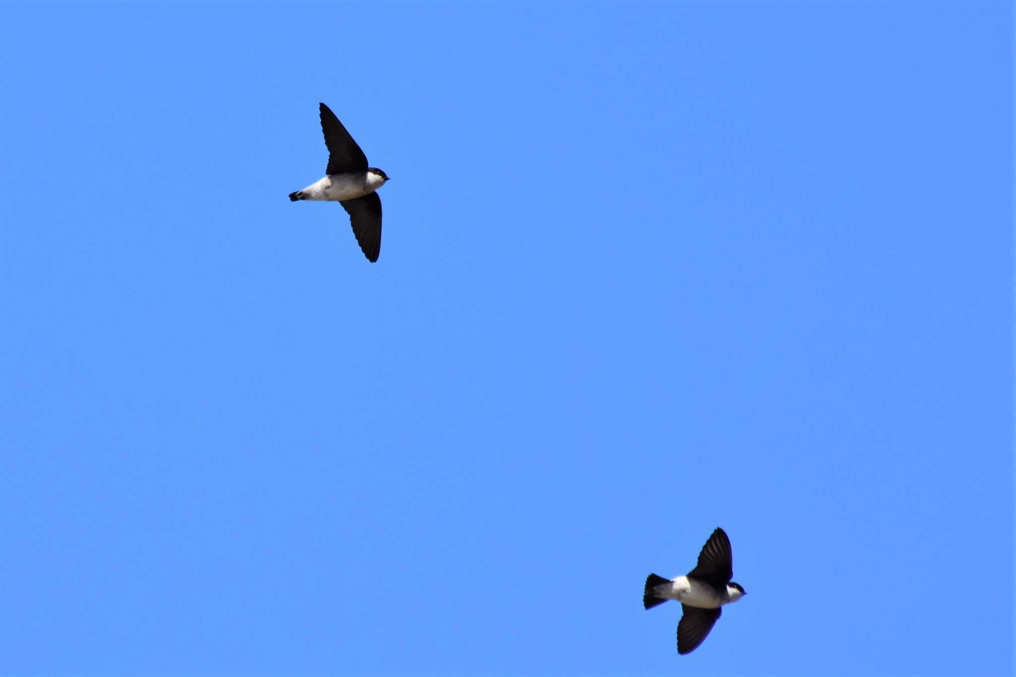 Photo of Asian House Martin at 千里浜(石川県羽咋市) by Semal