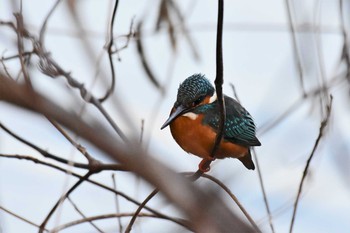 2020年3月21日(土) 服部緑地の野鳥観察記録