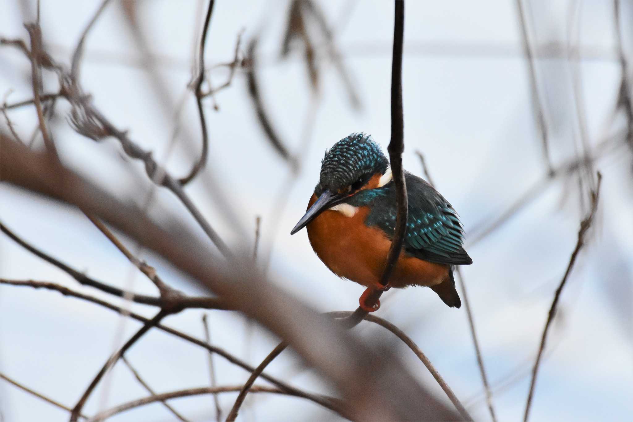 Photo of Common Kingfisher at Hattori Ryokuchi Park by Semal