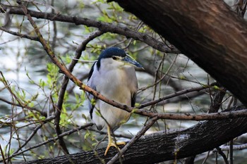 Black-crowned Night Heron Hattori Ryokuchi Park Sat, 3/21/2020