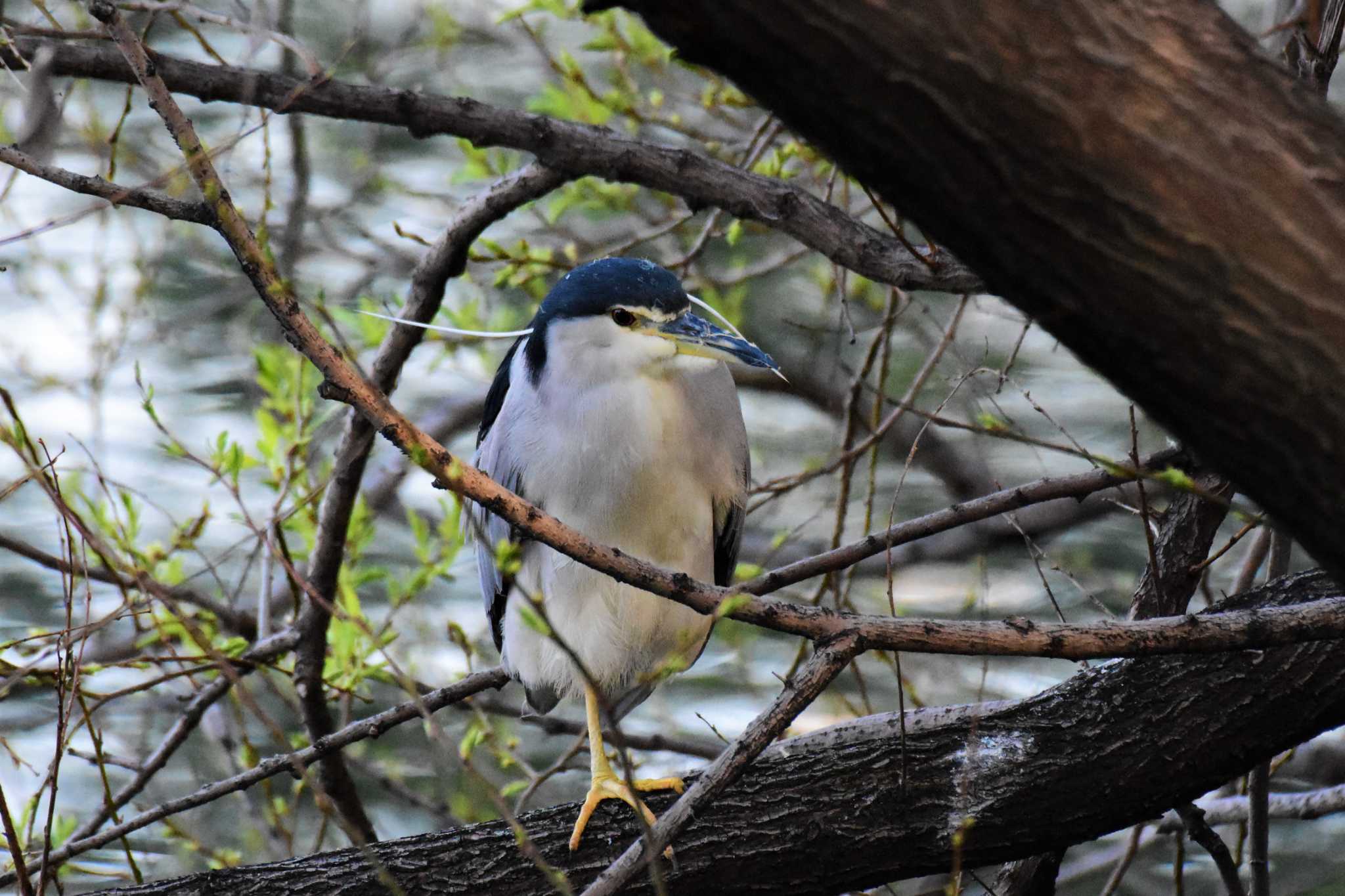 Photo of Black-crowned Night Heron at Hattori Ryokuchi Park by Semal