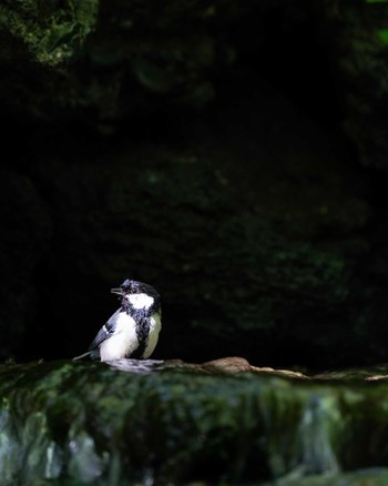 シジュウカラ 山梨県 2020年7月2日(木)