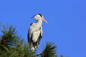 Grey Heron Hattori Ryokuchi Park Sat, 3/21/2020