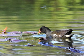 Common Moorhen Hattori Ryokuchi Park Sat, 3/21/2020