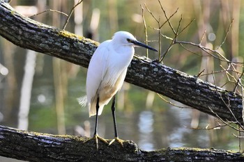 Little Egret Hattori Ryokuchi Park Sat, 3/21/2020