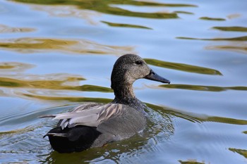 Gadwall Hattori Ryokuchi Park Sat, 3/21/2020