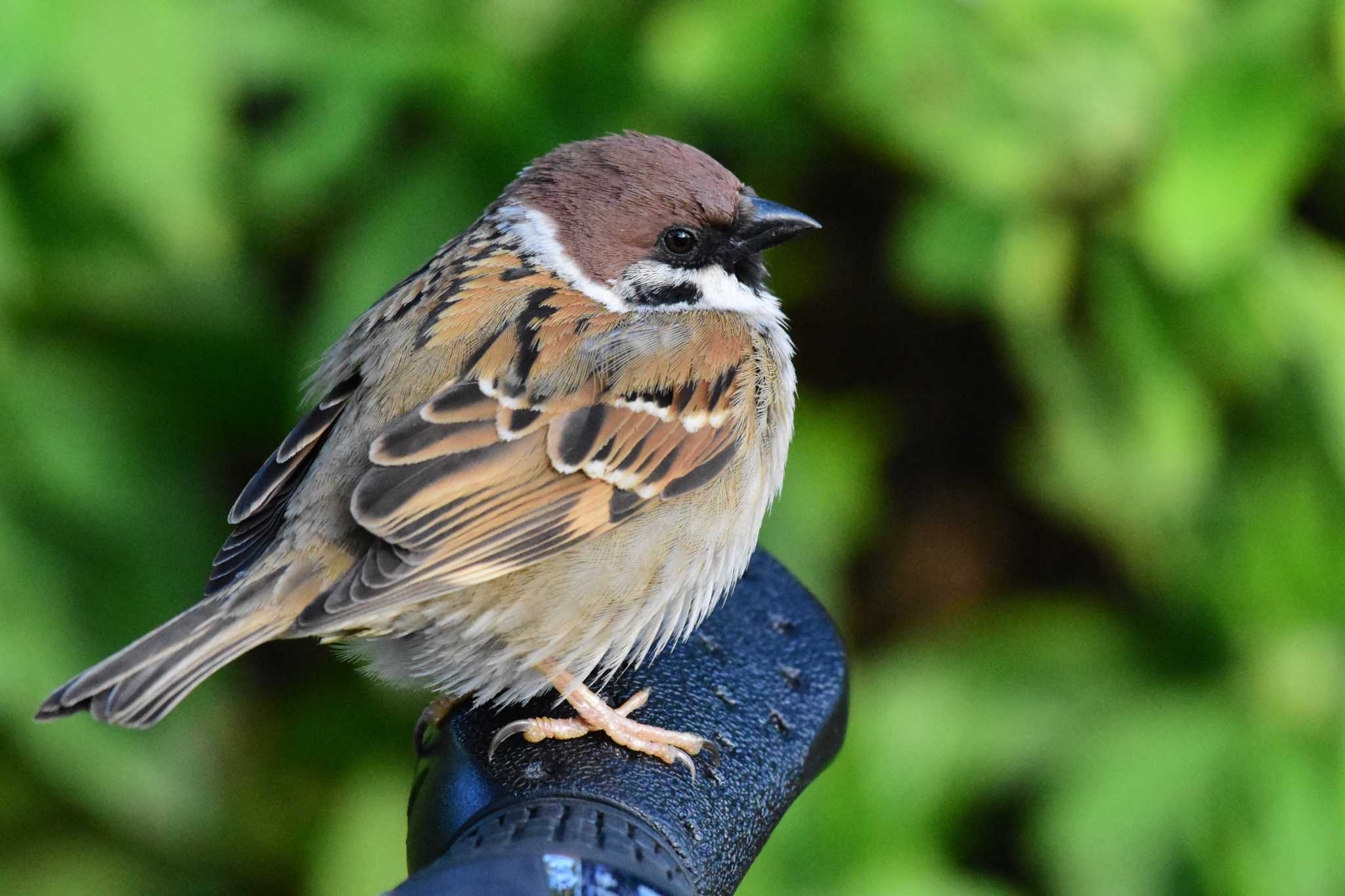 Photo of Eurasian Tree Sparrow at Hattori Ryokuchi Park by Semal