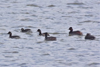 Black-necked Grebe 河北潟 Fri, 3/20/2020