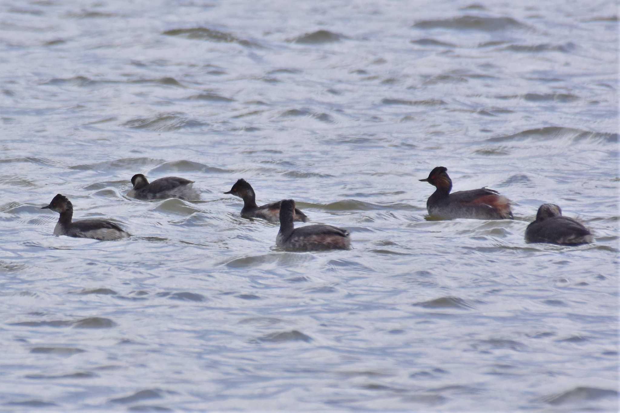 Photo of Black-necked Grebe at 河北潟 by Semal