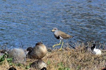 Sun, 3/15/2020 Birding report at 海王バードパーク