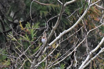 Sun, 3/8/2020 Birding report at 若山ダム(石川県珠洲市)