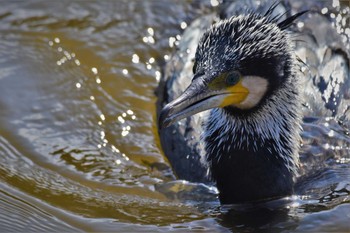 2020年3月3日(火) 奈良公園の野鳥観察記録