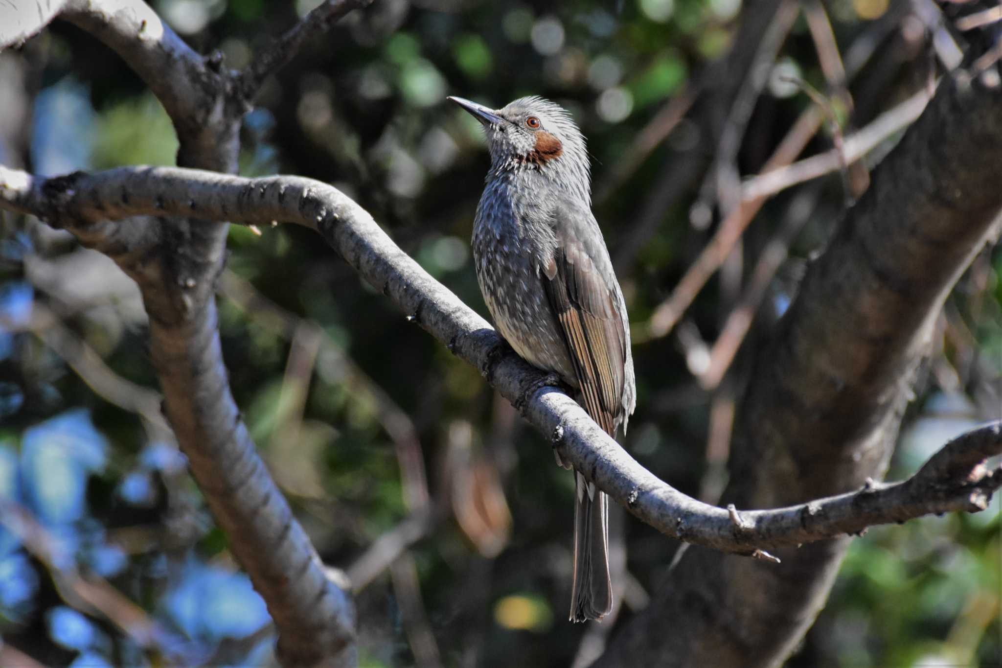 大阪南港野鳥園 ヒヨドリの写真 by Semal