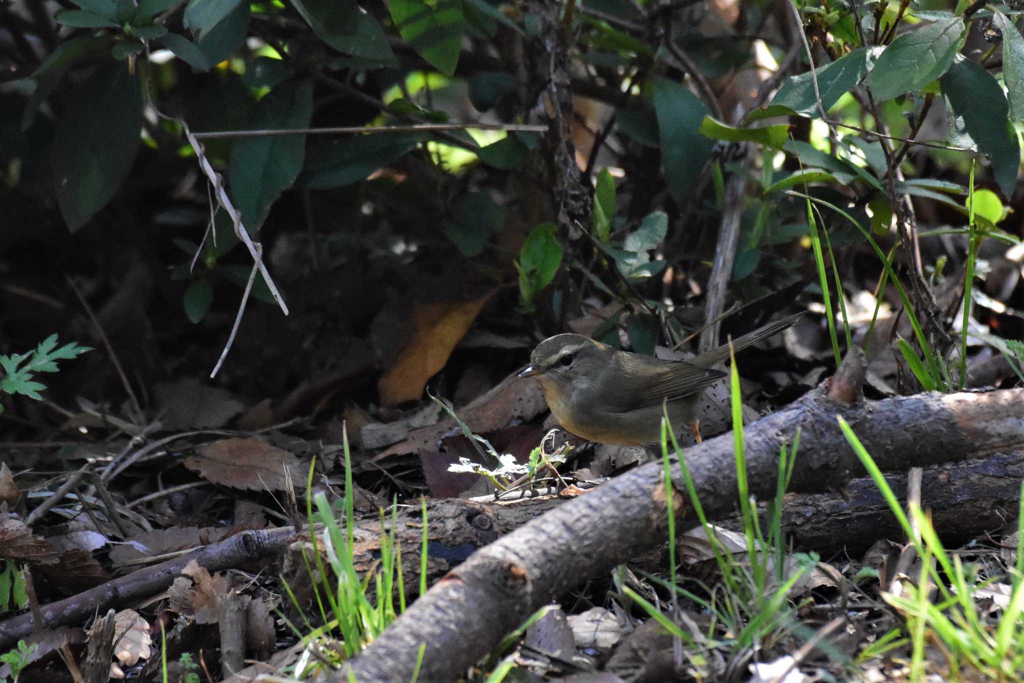 大阪南港野鳥園 ウグイスの写真 by Semal