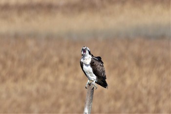 Osprey Osaka Nanko Bird Sanctuary Mon, 3/2/2020