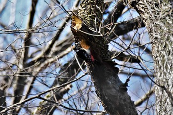 Great Spotted Woodpecker 若山ダム(石川県珠洲市) Sun, 3/1/2020