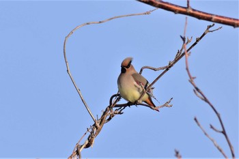 Japanese Waxwing 石川県珠洲市 Thu, 2/27/2020