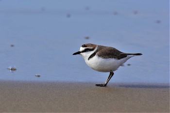 Kentish Plover 千里浜(石川県羽咋市) Mon, 2/24/2020