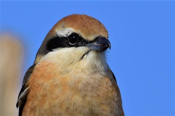 Bull-headed Shrike 河北潟 Mon, 2/24/2020