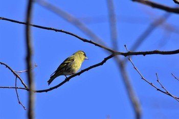 マヒワ 若山ダム(石川県珠洲市) 2020年2月21日(金)