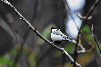 シジュウカラ 若山ダム(石川県珠洲市) 2020年2月17日(月)