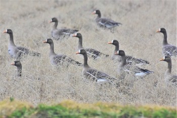 Greater White-fronted Goose 石川県珠洲市 Mon, 2/17/2020