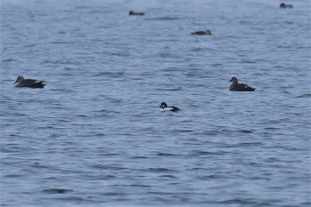 Common Goldeneye 田鶴浜（石川県七尾市） Sun, 2/16/2020