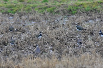 2020年2月16日(日) 田鶴浜（石川県七尾市）の野鳥観察記録