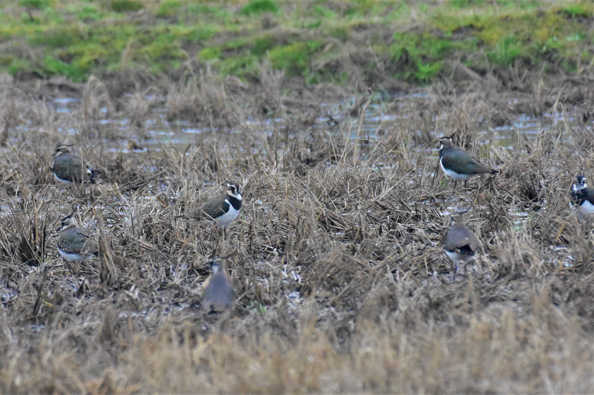 Photo of Northern Lapwing at 田鶴浜（石川県七尾市） by Semal