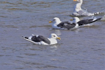 Slaty-backed Gull 石川県珠洲市 Thu, 2/13/2020