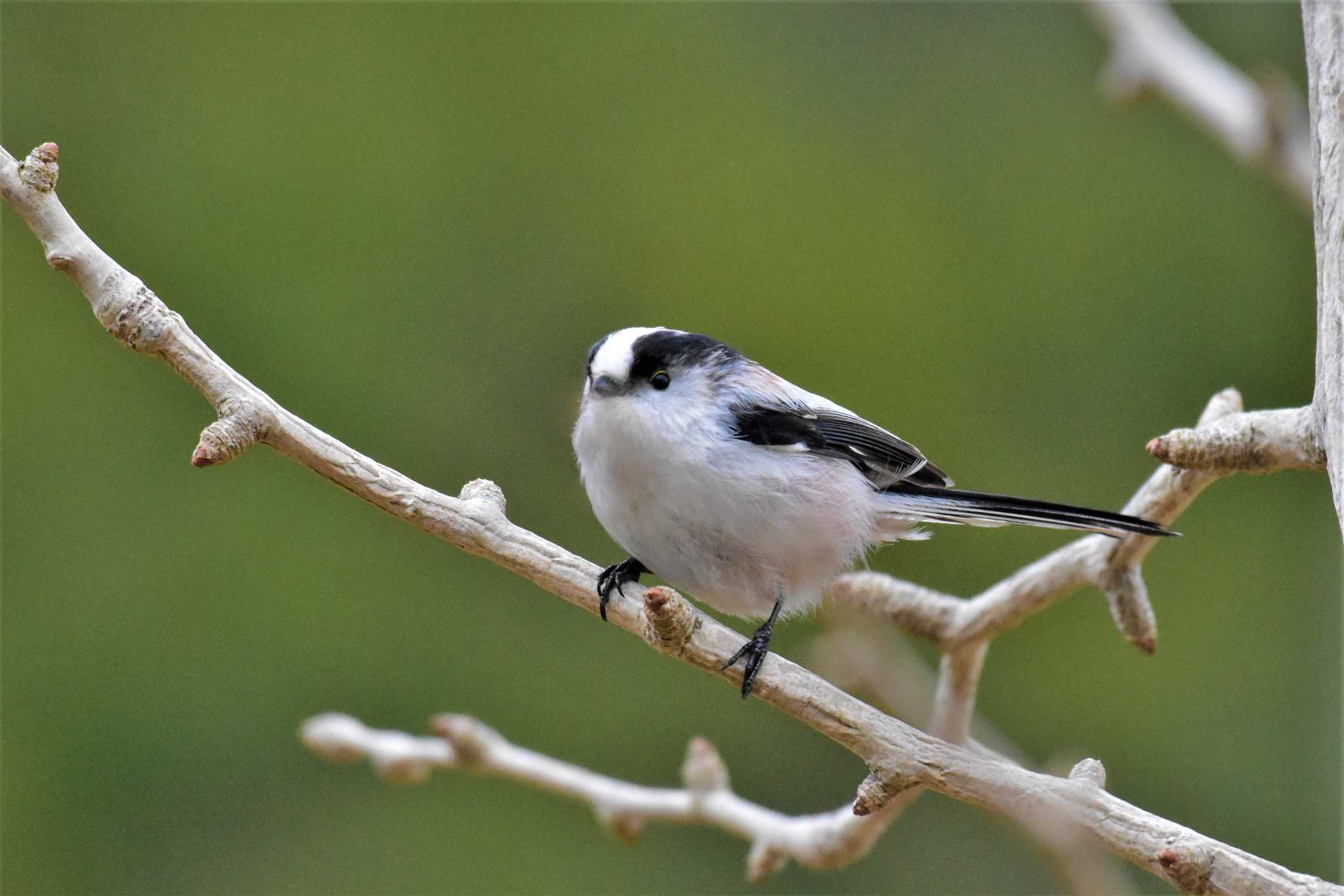 Photo of Long-tailed Tit at 石川県能登町 by Semal