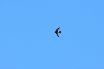 2020年2月11日(火) 東京港野鳥公園の野鳥観察記録