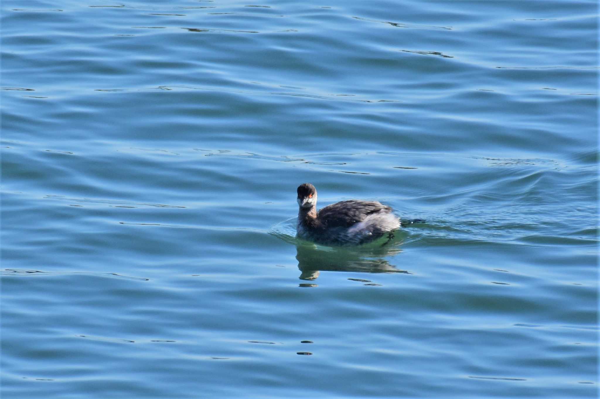 東京港野鳥公園 ハジロカイツブリの写真 by Semal